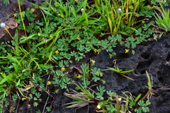 Geissaspis tenella